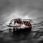 Comprendre les dangers des nids de guêpes à Toulon et comment réagir en cas d'infestation