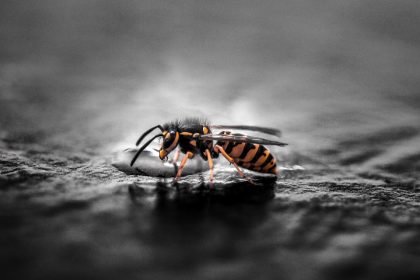 Comprendre les dangers des nids de guêpes à Toulon et comment réagir en cas d'infestation