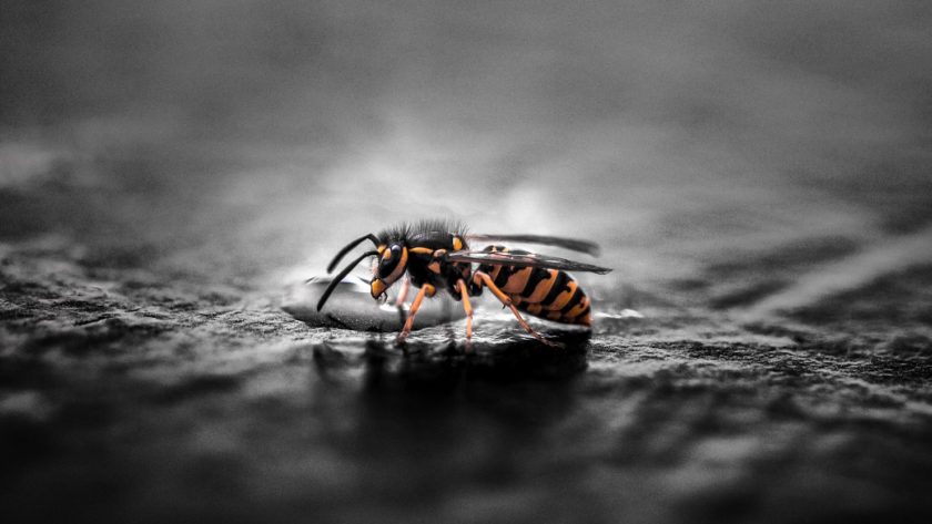 Comprendre les dangers des nids de guêpes à Toulon et comment réagir en cas d'infestation